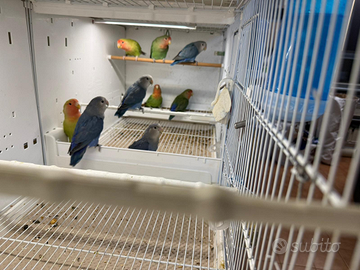 Giovani roseincollins inseparabili