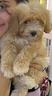 cuccioli-di-maltipoo-biondo