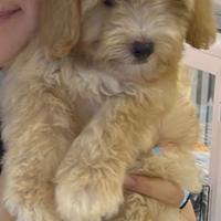 Cuccioli di maltipoo biondo