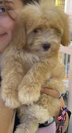 Cuccioli di maltipoo biondo