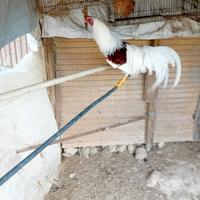 Gallo johoama