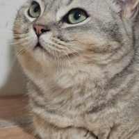 British Shorthair cuccioli con pedigree italiano