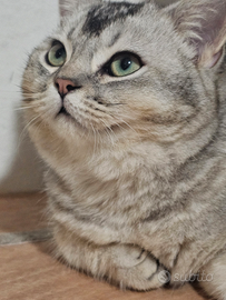 British Shorthair cuccioli con pedigree italiano