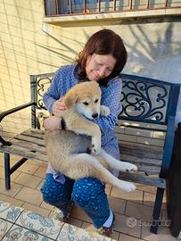 Cuccioli di CLC/AKITA