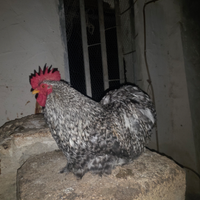 Galline