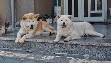 Akita inu cuccioli con pedigree