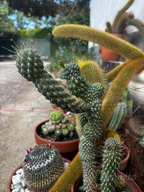 Opuntia fulgida f. monstruosa