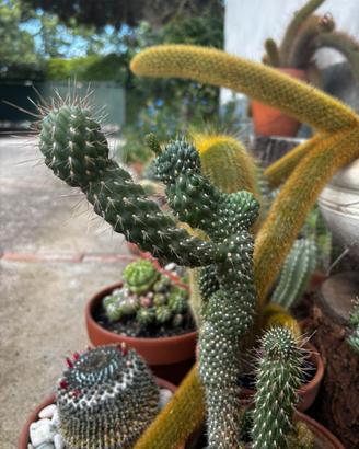 Opuntia fulgida f. monstruosa