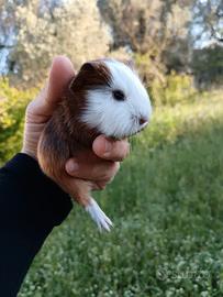 Cuccioli di porcellini d'India