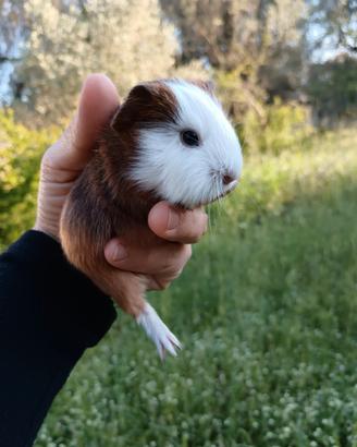 Cuccioli di porcellini d'India