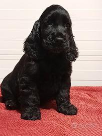 Cocker Spaniel Inglese Maschio