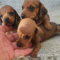 Bassotto Tedesco Cuccioli