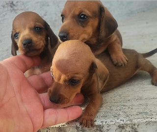 Bassotto Tedesco Cuccioli