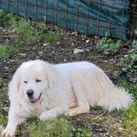 Pastore maremmano abruzzese