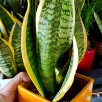 sansevieria+vaso