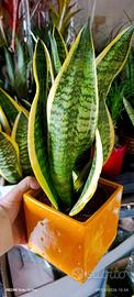 sansevieria+vaso