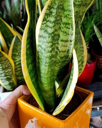sansevieria+vaso