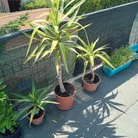 TRE PIANTE TUTTE 20 EURO