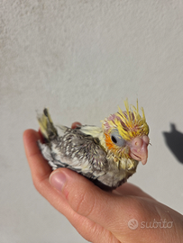 Pullo calopsita da imbecco, uccelli, pappagalli