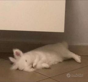 Coniglio nano testa di leone bianco femmina