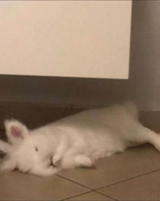 Coniglio nano testa di leone bianco femmina