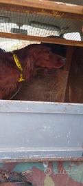 Maschio setter