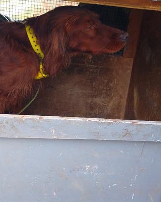 Maschio setter