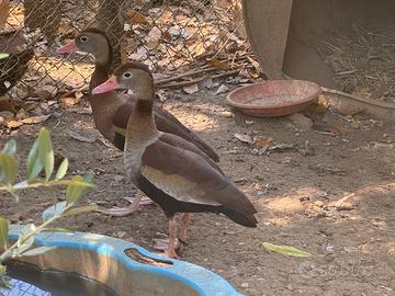 Anatre Dedrocigno becco rosso