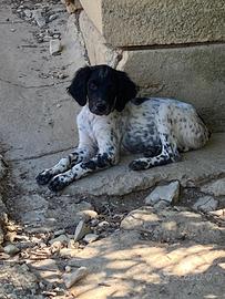 Cuccioli breton