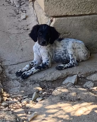 Cuccioli breton