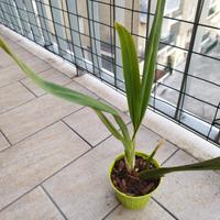 orchidea cambria