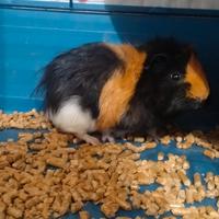 Cavia Peruviana