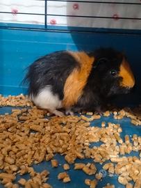 Cavia Peruviana