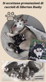 Vendita cuccioli di husky