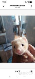 Furetto maschio dolce