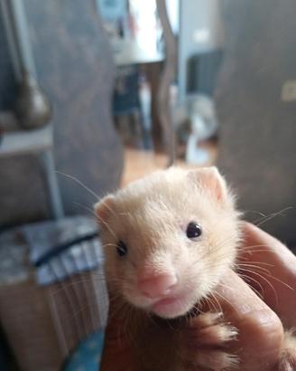 Furetto maschio dolce