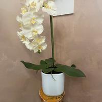 Vaso pianta orchidea bianca