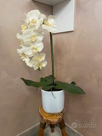 Vaso pianta orchidea bianca