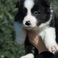 Border collie