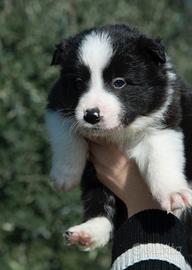 Border collie