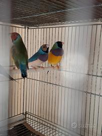 Diamanti di gould