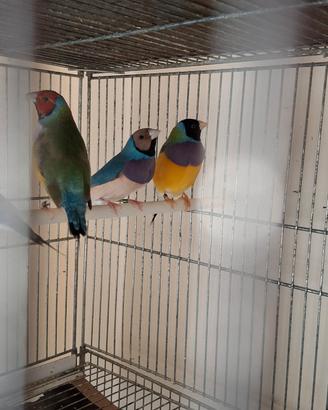 Diamanti di gould