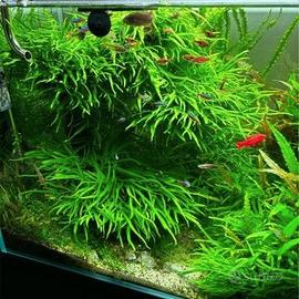 Piante varie per acquario