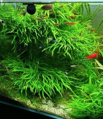 Piante varie per acquario