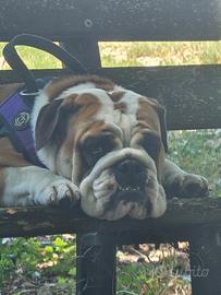 Bulldog femmina