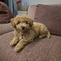 Barboncino toy/nanetto