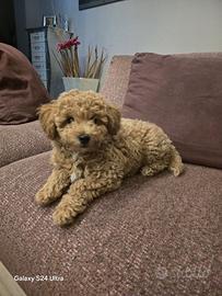 Barboncino toy/nanetto