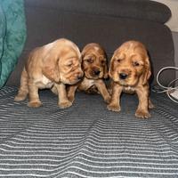 Cuccioli cocker spaniel