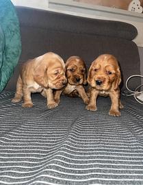 Cuccioli cocker spaniel