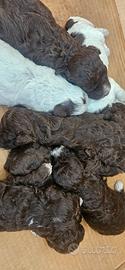 Lagotto